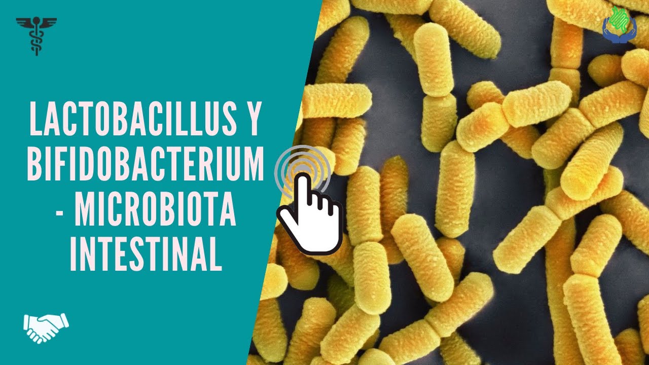 #shorts Lactobacillus Y Bifidobacterium. Microbiota Intestinal