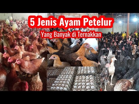 , title : '5 Jenis Ayam Petelur Terbaik Yang Banyak di Ternakkan || Ramos Farm'