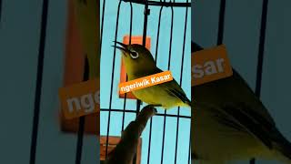 Download lagu Pancingan pleci ngeriwik mp3