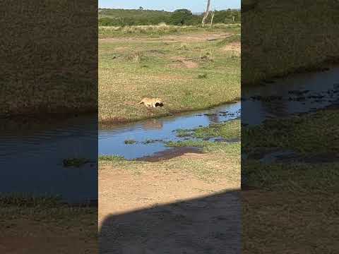 3 male lions defend cub against attacking mother lion!