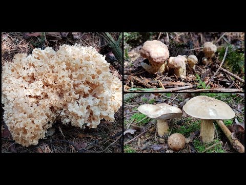 Der Bayern Sondler Teil 128 - Krause Glucken ohne Ende und vui Rääächal