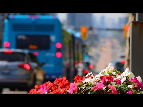 Flowers in foreground and viva bus on Yonge Street in background.