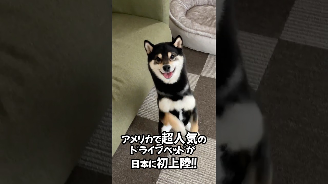 アメリカで大人気のドライブベッドを使ってみたら大満足でした！#Lealchum#リアルチャム#ドライブボックス#ドライブシート#犬グッズ