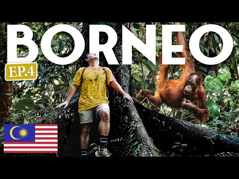 THIS IS WHY I Came To BORNEO 🇲🇾 Malaysia (Bucket List Experience)