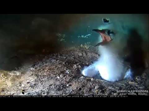 白尾热带雏鸟，饥饿时把嘴张得真大