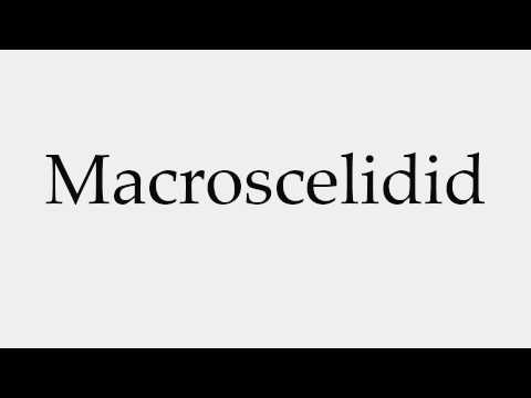 How to Pronounce Macroscelidid