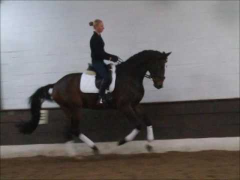 "DUJARDIN" 3j Hann. v. Dubarry - Benetton Dream - VB 8.500,- Euro