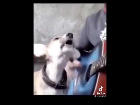 anjing nyanyi 🤣🤣