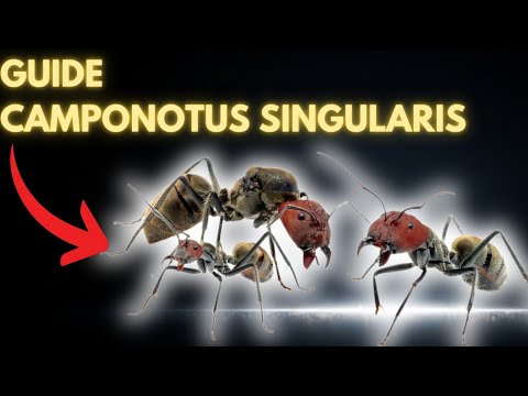 How to Care for Camponotus Singularis in Captivity ? (Full Guide)