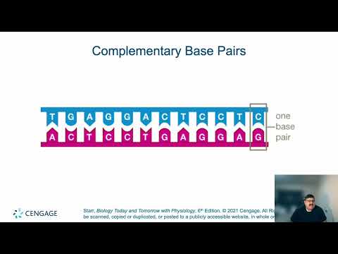 Chapter 7 - DNA Structure and Function