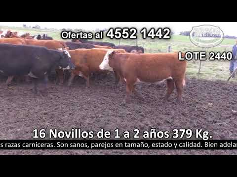 Lote 16 Novillos 1 a 2 años 10 HE c/  RA,  4 HE c/  AA y 2 AA. 379kg -  en Egaña - a 15 km de Rodó