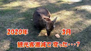 鹿せんべいはもういりません・・・奈良公園の鹿たちの日常（くだらない動画）