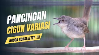 Download lagu pancingan cigun gacor variasi mp3 Download lagu pancingan cigun gacor variasi mp3