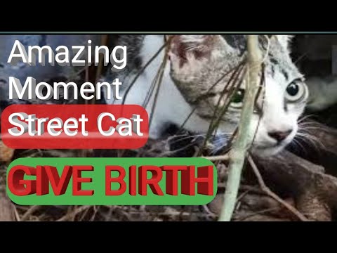 Mother cat help her daughter giving birth for the first time