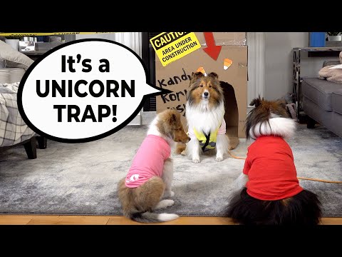 "It's a UNICORN TRAP!" 🦄🪤🐶 a hilarious Biscuit Talky on Cricket "the sheltie" Chronicles e230