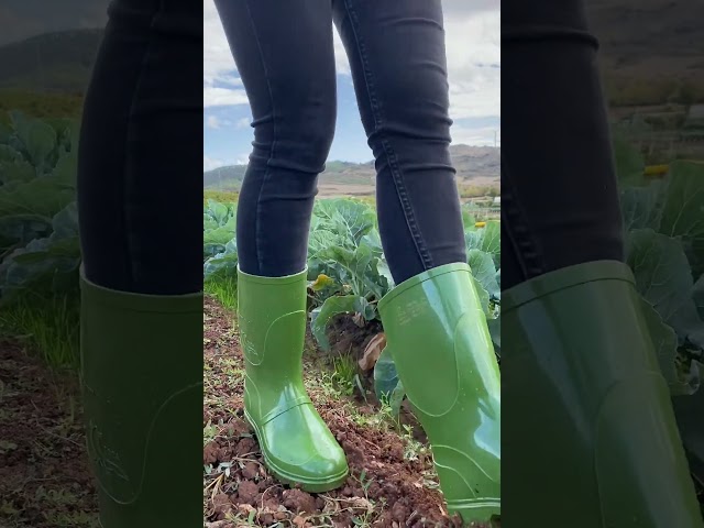Vídeo relacionado con Realpaks botas de jardín impermeables y ligeras de EVA para hombre de caña baja, verde, 42 EU