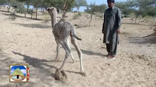 I Am Trying To Open The Rope  Of Cute Camel Baby