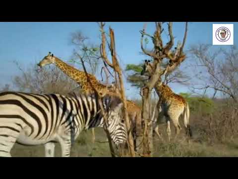 LionMind Motivation2