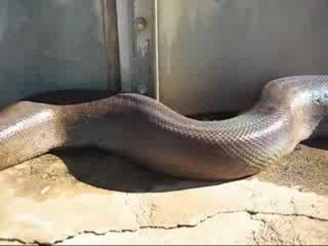 HUGE Snake SCARY!!!