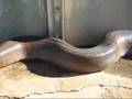 HUGE Snake SCARY!!!