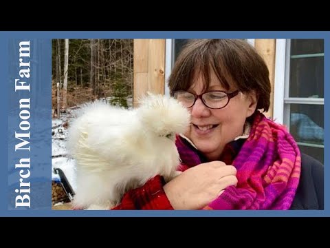 ALL About Tiny Chickens! | The Silkie Chicken Breed