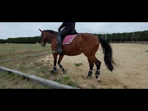 Counter Shoulder in Volte Leg Yield