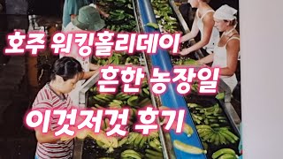 호주워홀 농장일, 어디까지 해봤니? 딸기,포도,바나나,블루베리, 목화... in 2000