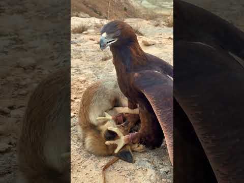 Golden Eagle Hunts a Fox in the Wild! 🦅🌿 | Real Nature #Shorts