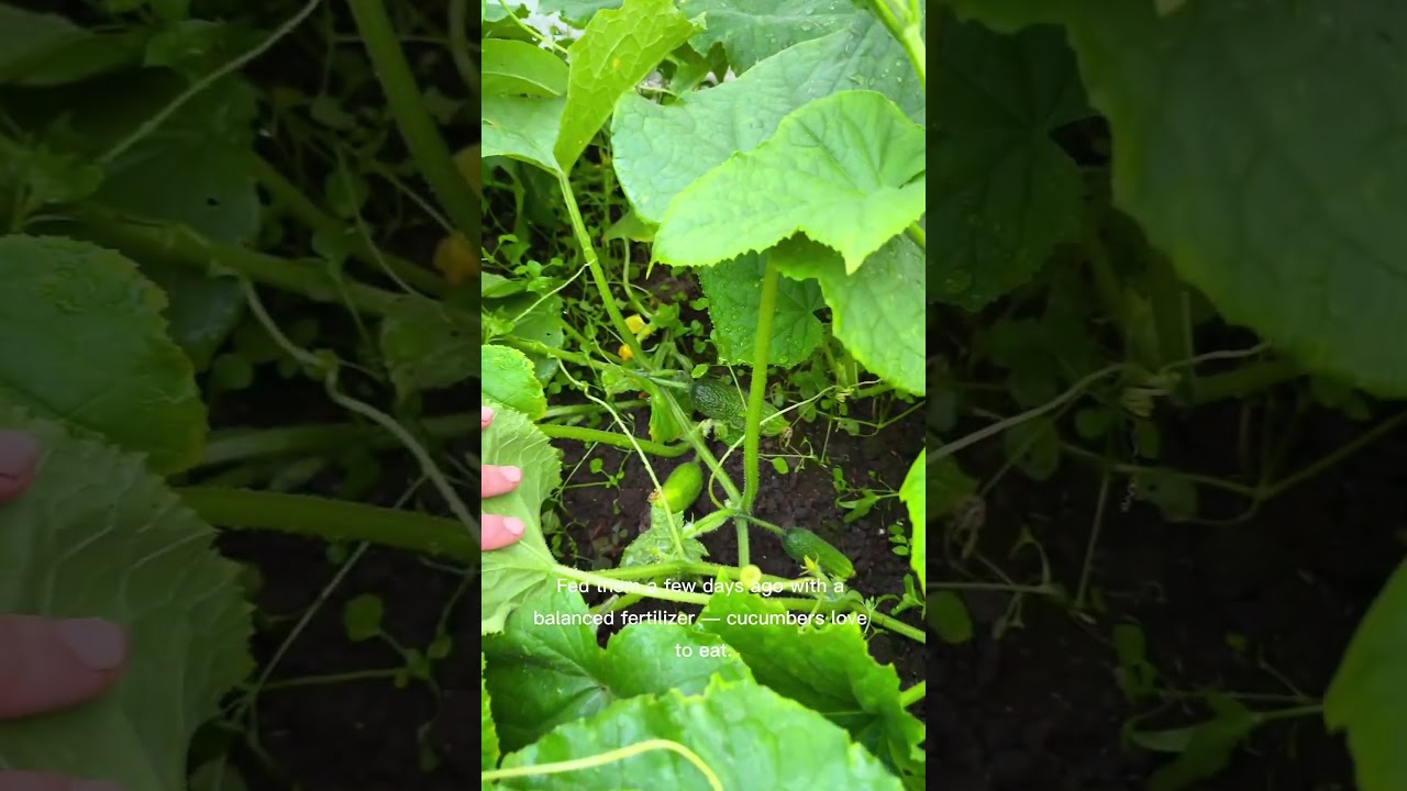 No tying. Just nettle, sun, and self-pollinating cucumbers. Wait till you see what's next #gardening