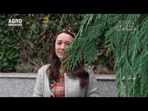 ZONA VERDE- IEDERA- PLANTĂ VEȘNIC VERDE