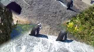 preview picture of video 'Pinguine at Boulders Beach'