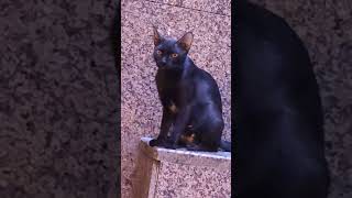 cat posture