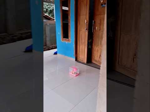hamster kaffa kotor,kena ee,,, #fypシ゚viral #shorts