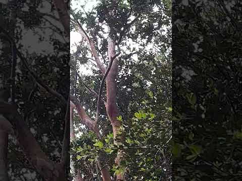 Choroy en puerto cisnes #soydecarahue #patagoniachilena #coyhaique #aysén #carreteraaustral