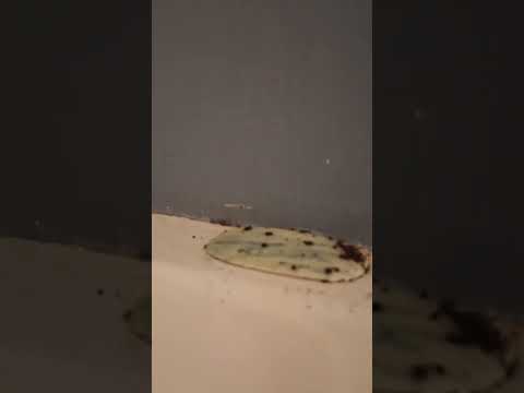 File complaint against priceline and extended stay