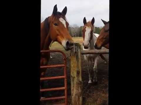 Horses Answer the Phone