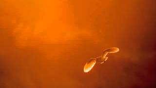 Bill Nelson - Pansophia