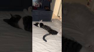 Download lagu They just be chilling🥰😂😂💕 #shorts mp3