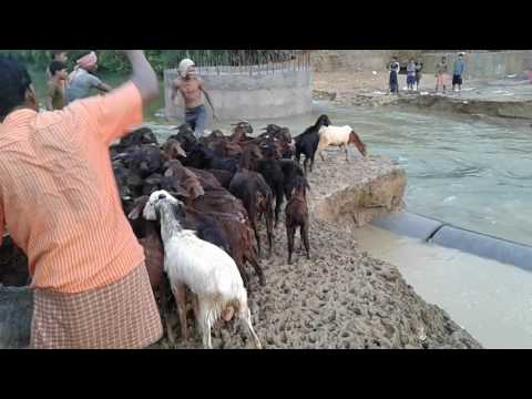 how goat farmers are having trouble crossing their animals into the river