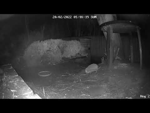 Hedgehogs Durham UK 19022022