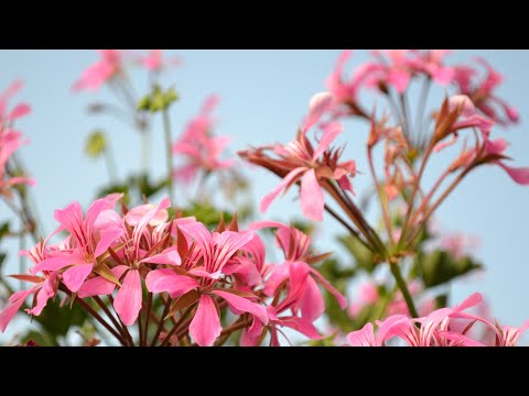 Il Signore è il mio Pastore