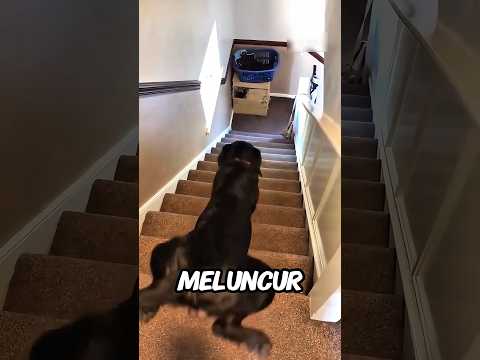 Anjing Ini KAPOK Turun Tangga Seperti Ini lagi‼️🤣