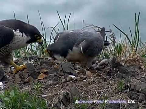 Peregrine Falcon Sky Dive - Inside the Perfect Predator