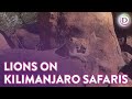 Lions Are Awake On Kilimanjaro Safaris At Disney S Animal Kingdom