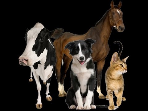 Liquid drops rusflam nil, packaging size: 30 ml., packaging ...