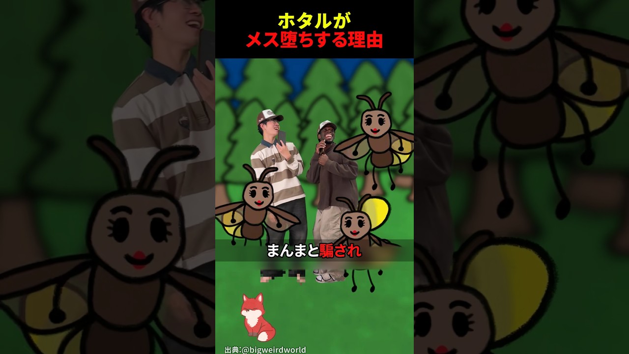 蜘蛛の巣に捕まったホタルが仲間を呼び寄せる理由