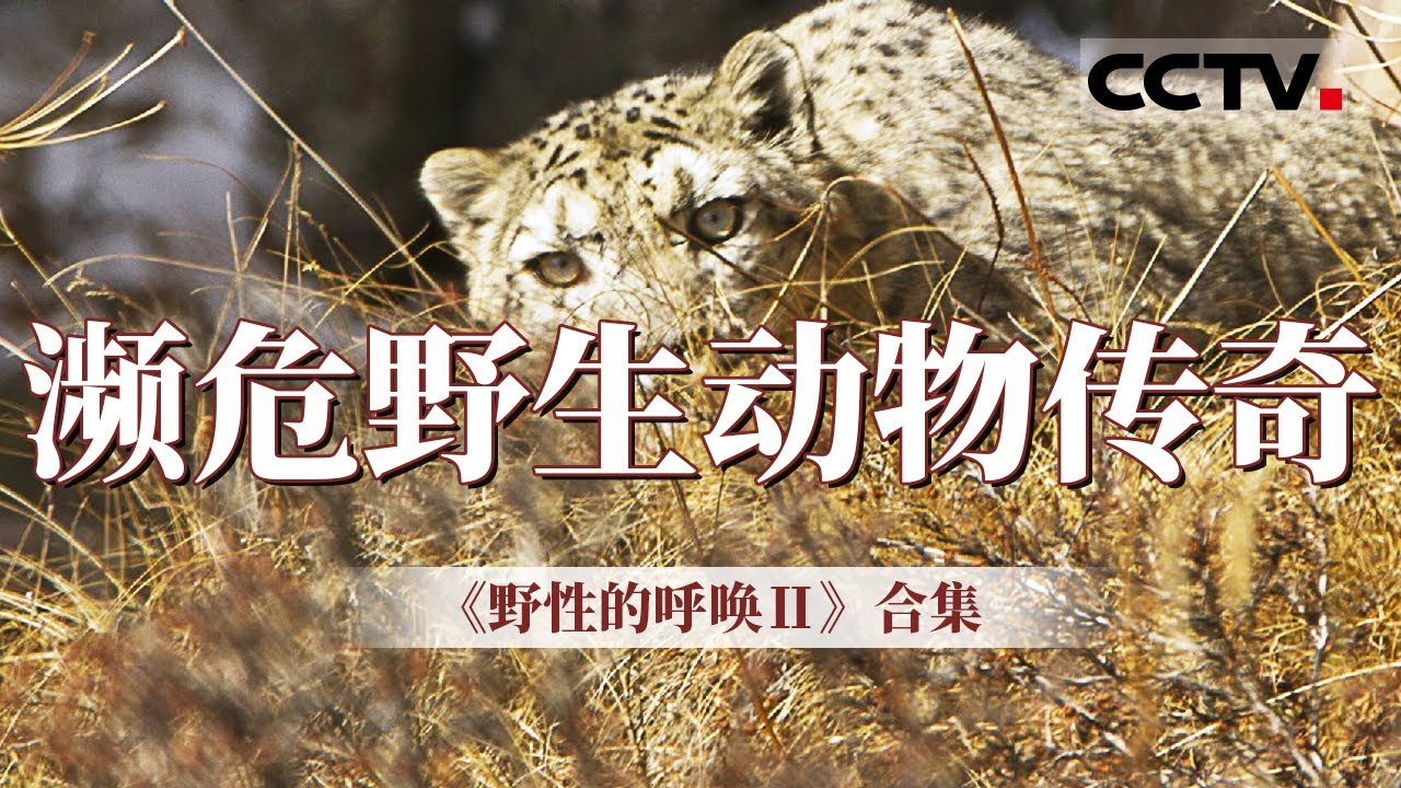 Wildlife Conservation Video Thumbnail