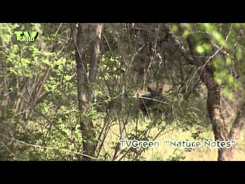 Lion, warthog & baboon in Krugerpark