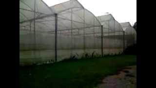 preview picture of video 'Agroland Hydroponics Sabana Grande'