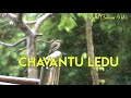 Velli Velli Malli Raake Female Version Song Whatsapp Status